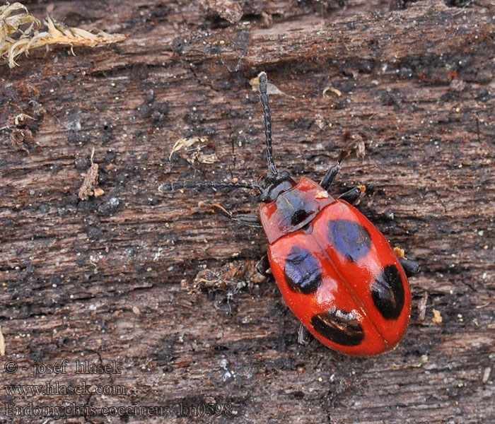 Endomychus coccineus Pýchavkovník červcový Scharlachroter Stäublingskäfer