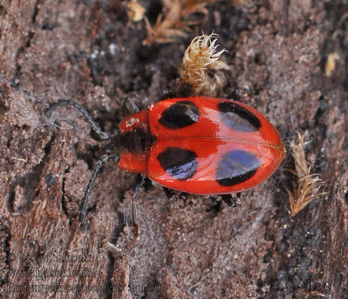 Endomychus coccineus Pýchavkovník červcový Wygłodek biedronkowaty Алый плеснеед