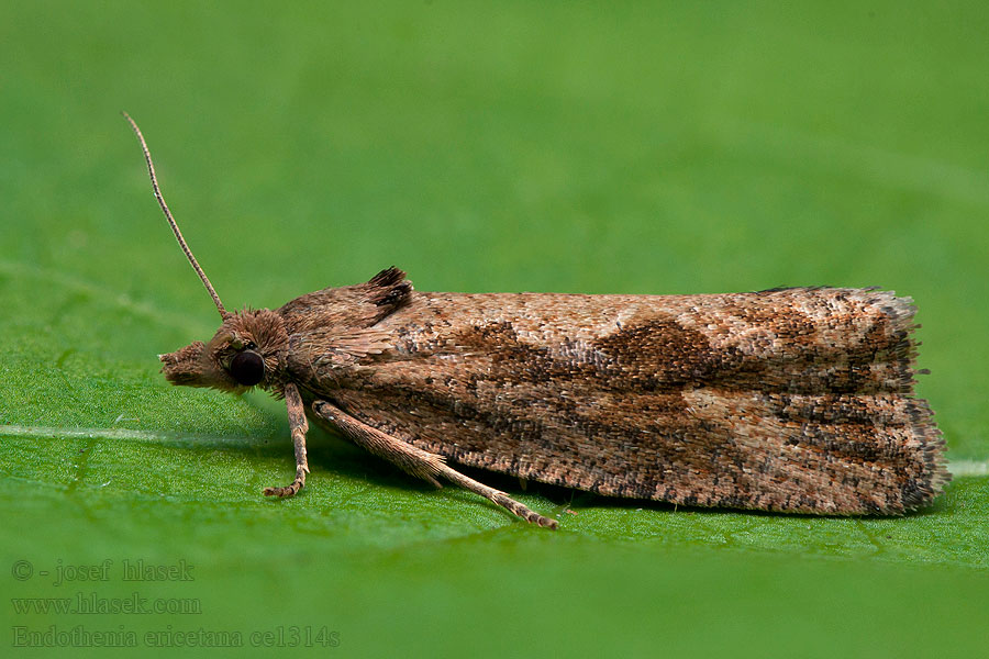 Endothenia ericetana Obaľovač travinový Andoornkuifbladroller