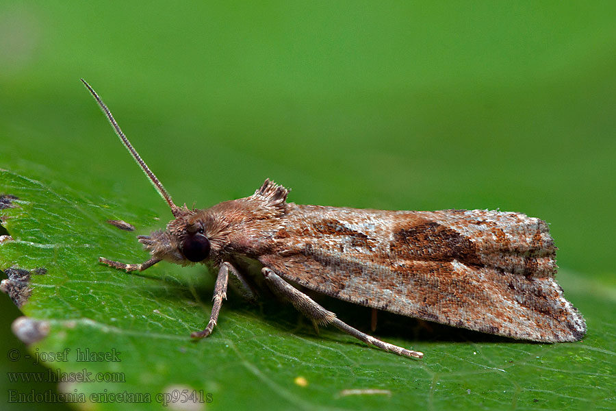 Obaľovač travinový Endothenia ericetana