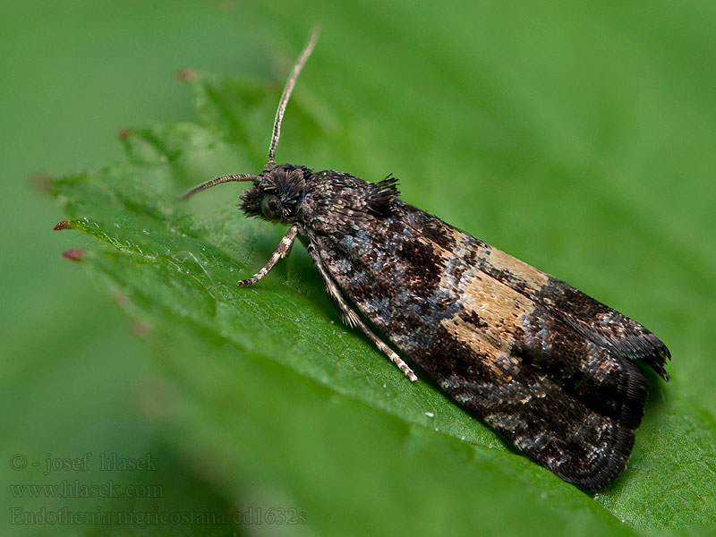 Endothenia nigricostana Black-edged Marble Obaľovač hluchavkový