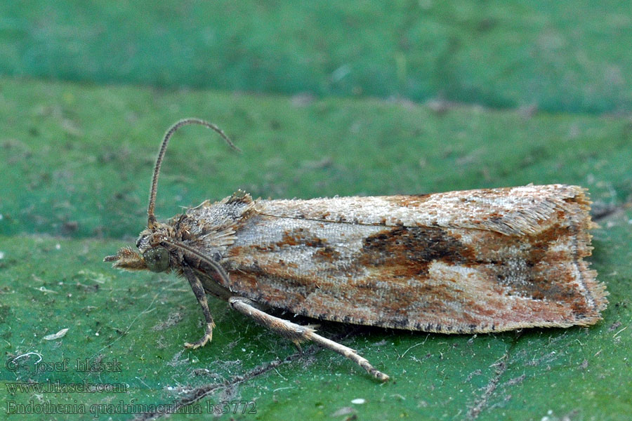 Endothenia quadrimaculana Obaľovač štvorškvrnný