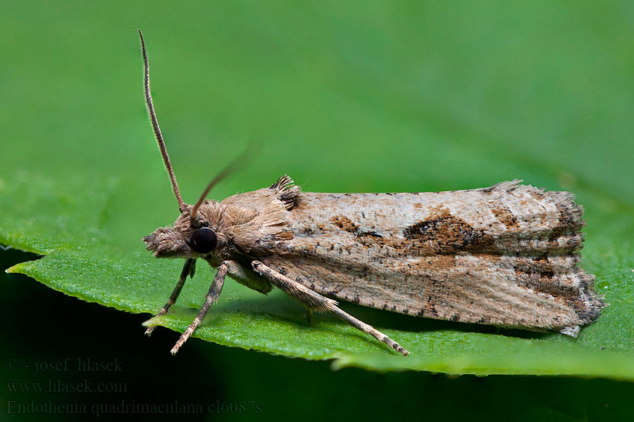 Endothenia quadrimaculana Större rotvecklare