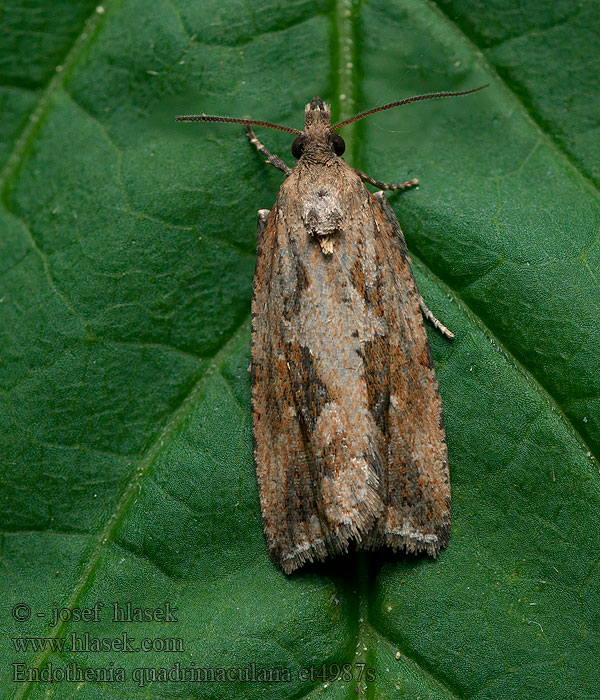 Endothenia quadrimaculana