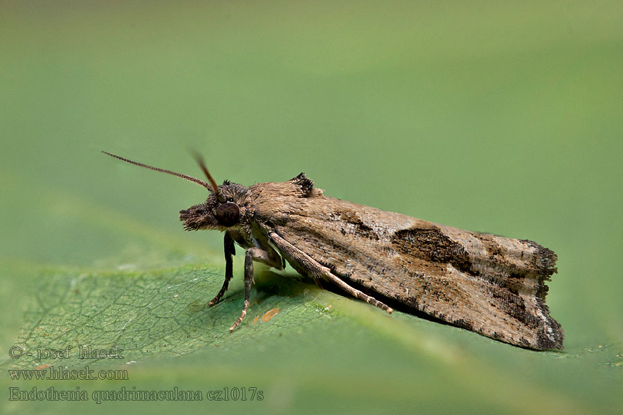 Endothenia quadrimaculana