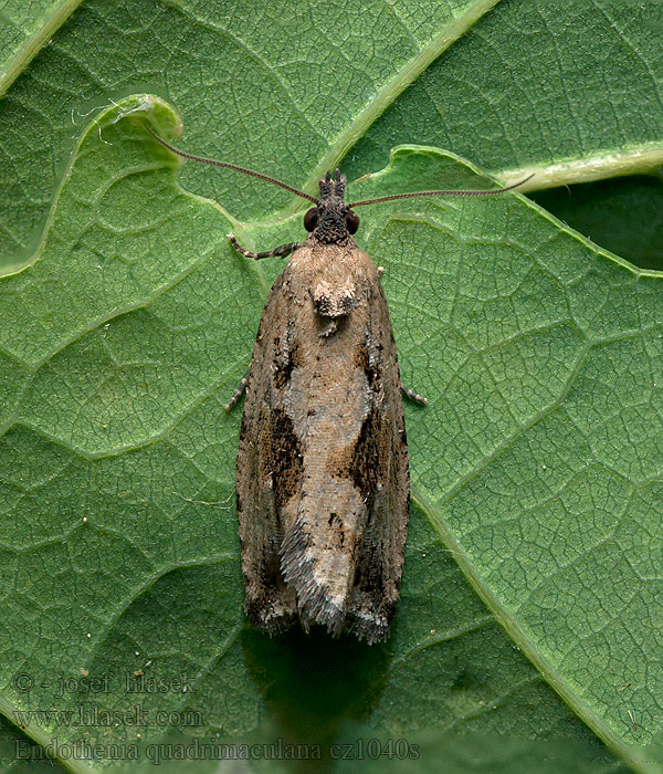 Endothenia quadrimaculana