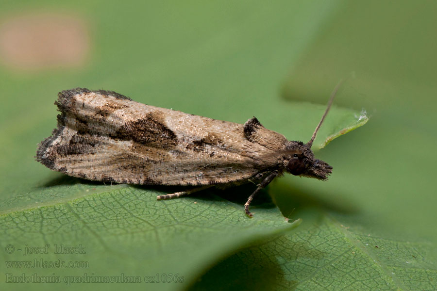 Endothenia quadrimaculana