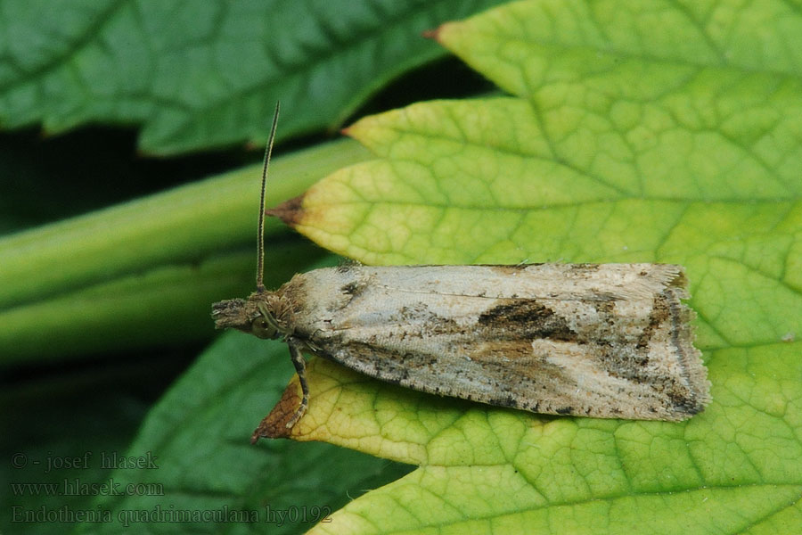 Endothenia quadrimaculana