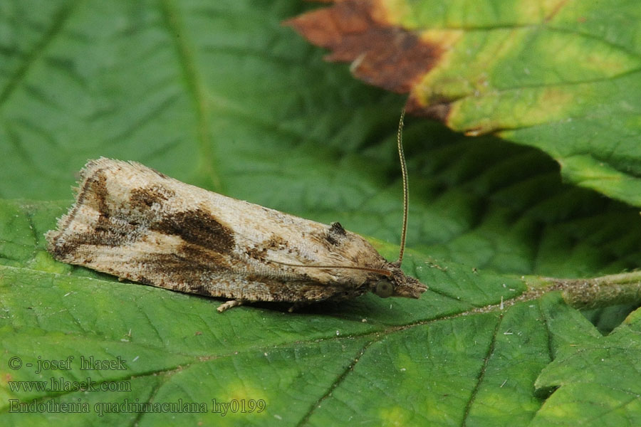 Endothenia quadrimaculana