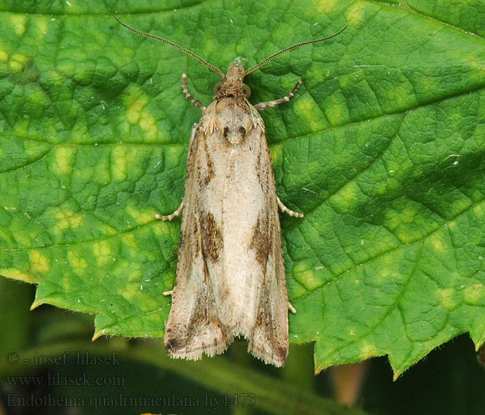 Paardenkopbladroller Endothenia quadrimaculana