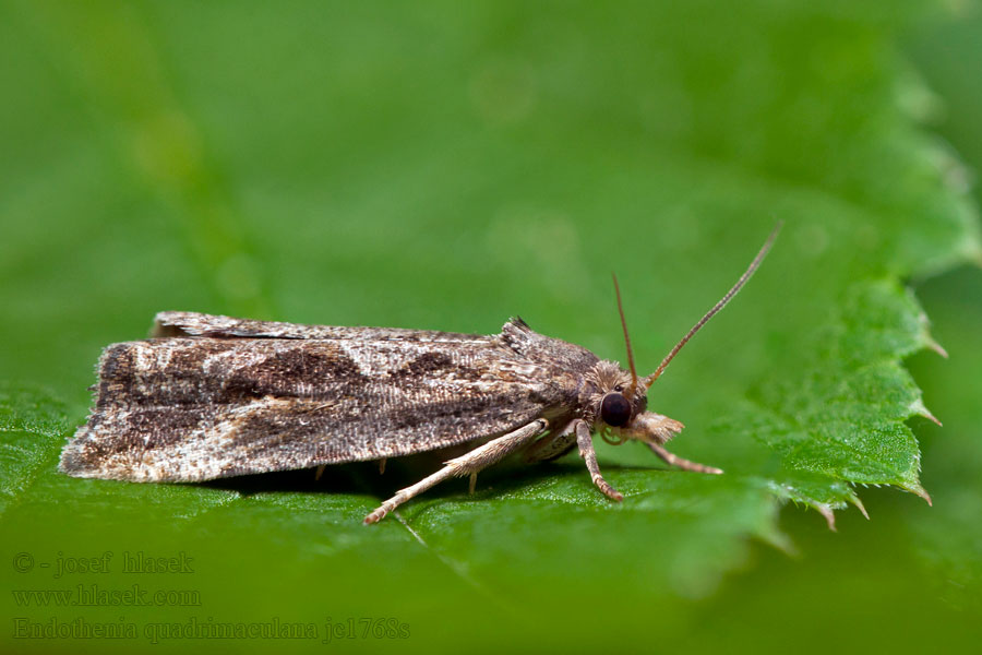 Endothenia quadrimaculana