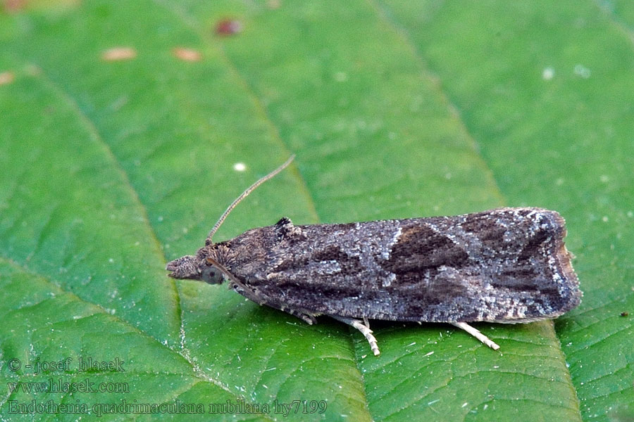 Endothenia quadrimaculana nubilana Obaľovač štvorškvrnný