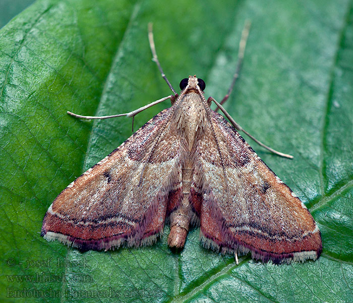 Endotricha flammealis