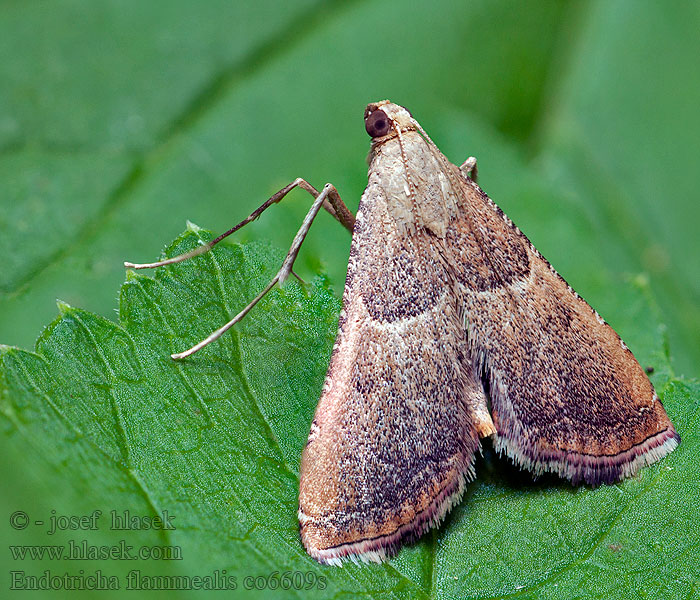 Endotricha flammealis