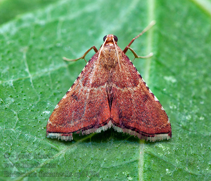 Endotricha flammealis