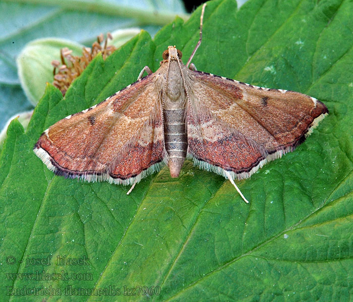 Endotricha flammealis