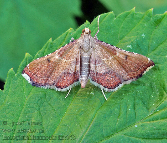 Endotricha flammealis