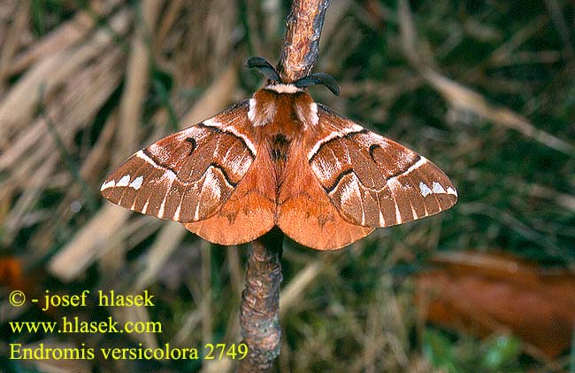 Endromis versicolora Kentish Glory Birkenspinner Schecklügel Strakáč březový Skäckspinnare Vårspinner Kirjokehrääjä Bombyx versicolore Birkespinder Gevlamde vlinder Nasierszyca różnobarwna Strakáč brezový Falsa Esfinge Tarkaszövő Шелкопряд берёзовый Шелкокрыл березовый Ендроміс березовий шовкопряд