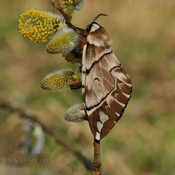 Endromis versicolora Bombyx versicolore Birkespinder