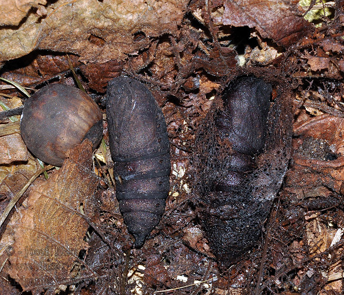 Strakáč březový Endromis versicolora