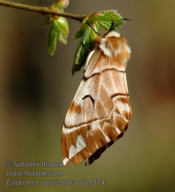 Endromis versicolora