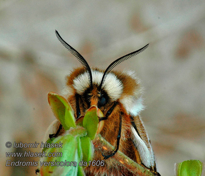 Endromis versicolora