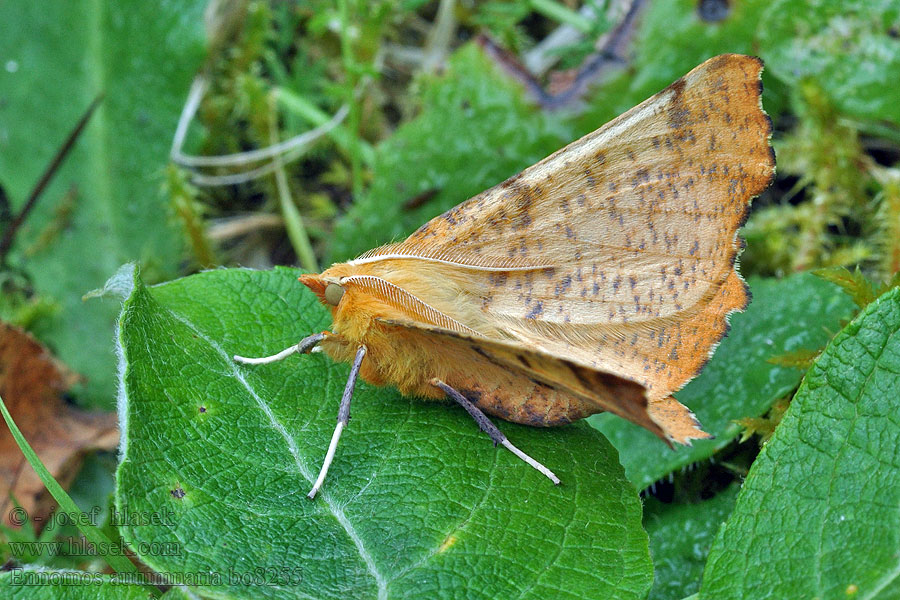 Large Thorn Listnatka jesenná Ennomos Aulne