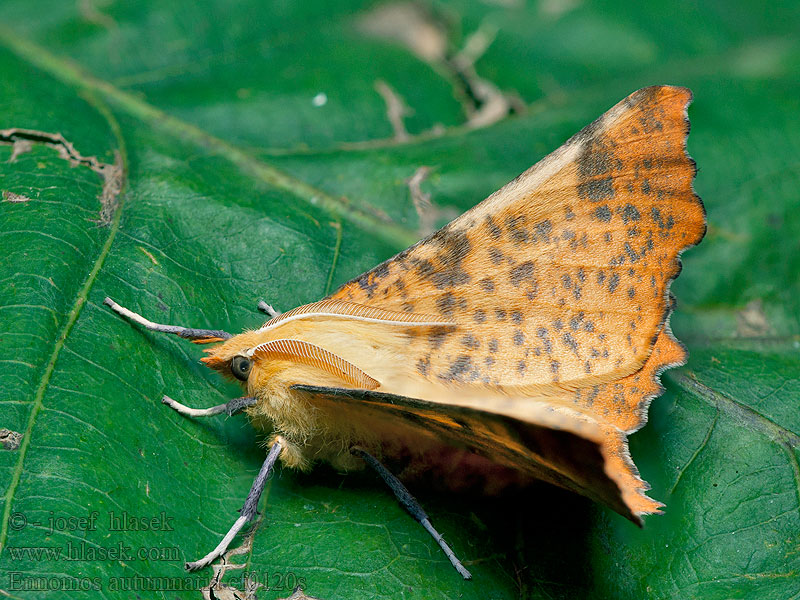 Herbstlaubspanner Large Thorn Ennomos autumnaria