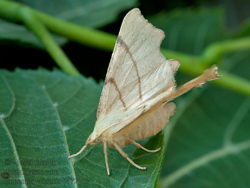 September Thorn Listnatka lipová Ennomos erosaria