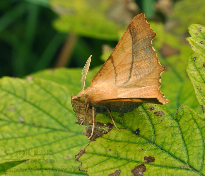 Dusky Thorn Listnatka jaseňová Ennomos bicolore