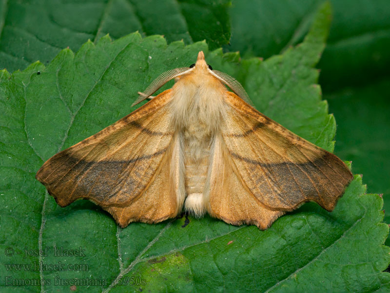Ennomos fuscantaria