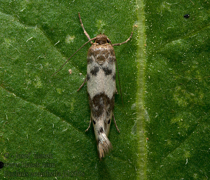 Enolmis acanthella