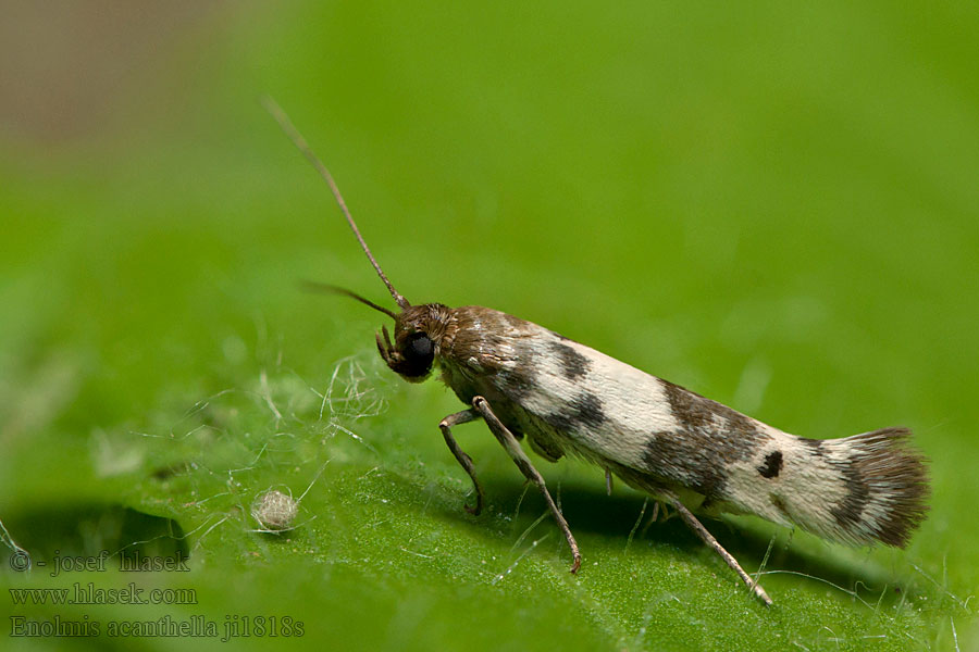 Enolmis acanthella