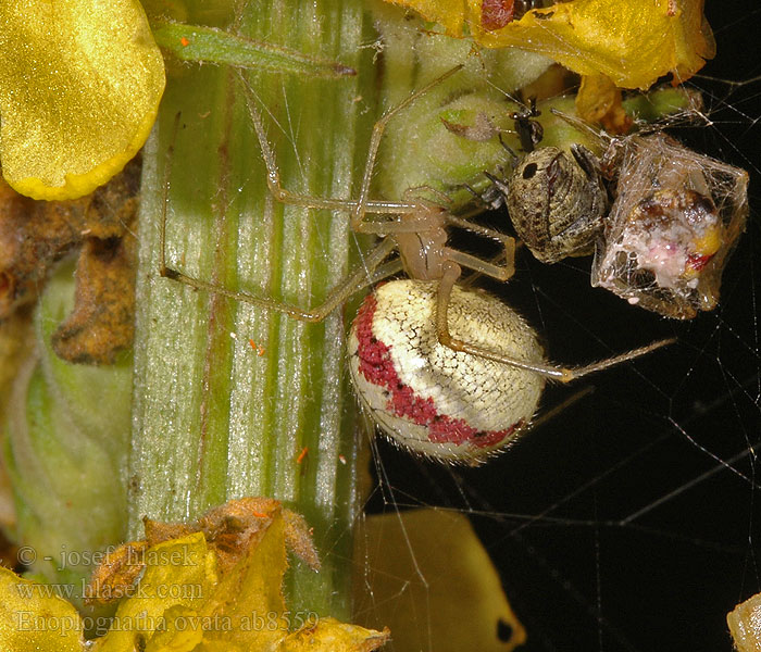 Enoplognatha ovata lineata Snovačka oválná Rotgestreifte Kugelspinne