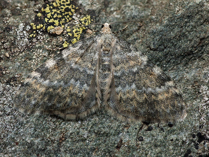 Entephria flavicinctata Píďalka skalní Piadivka lomikameňová