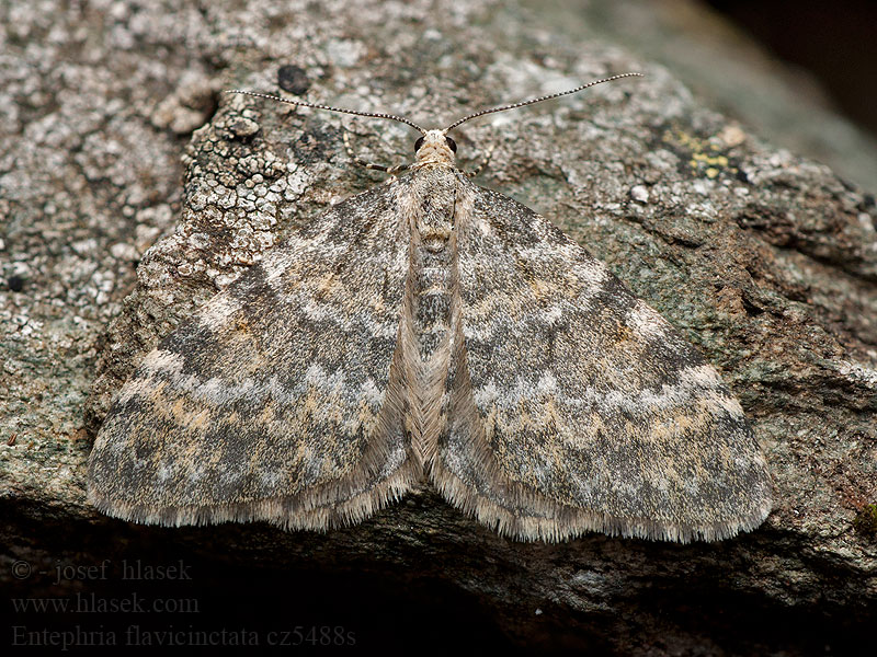 Steinbrech-Gebirgs-Blattspanner Yellow-ringed Carpet