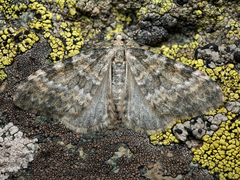 Entephria flavicinctata Entéphrie ceinture-jaune Paśnik żółtopasek