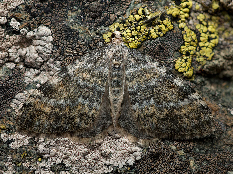 Entephria flavicinctata Pahtapohjanmittari Gulpudrad fältmätare