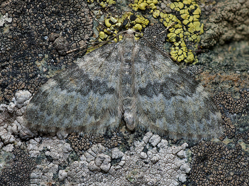 Píďalka skalní Entephria flavicinctata