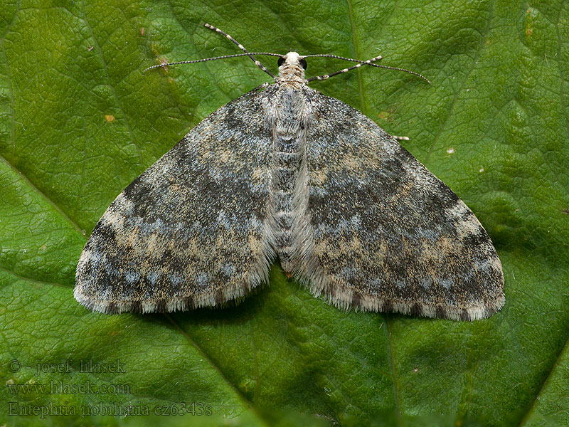 Entephria nobiliaria Píďalka alpínska Alpen-Blattspanner