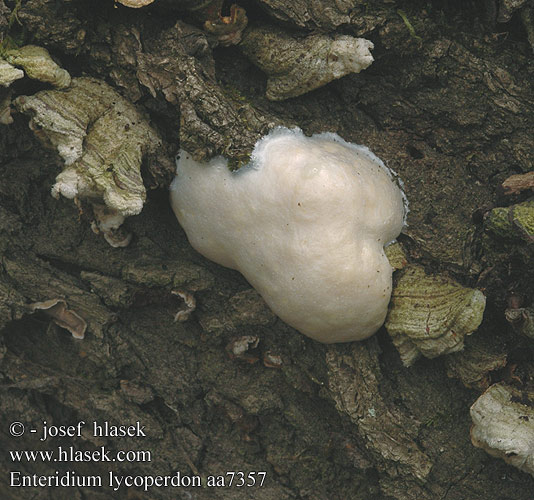 Enteridium lycoperdon aa7357