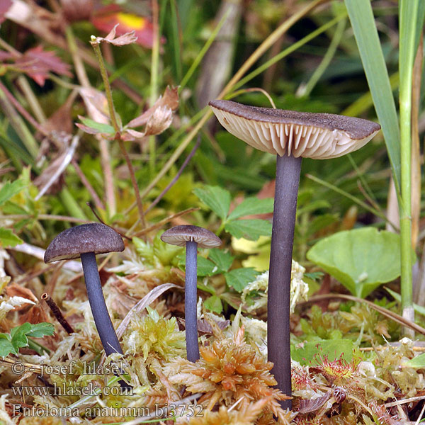 Entoloma anatinum Závojenka kachní Entenzärtling Entolome écailles foncées Schubbige satijnzwam Dzwonkówka wczesna