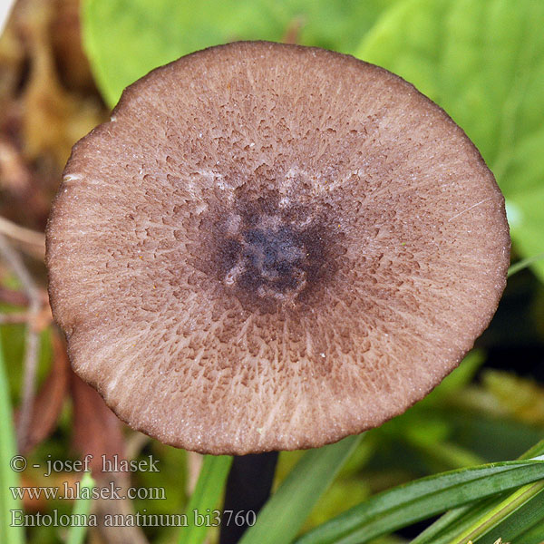 Entoloma anatinum bi3760