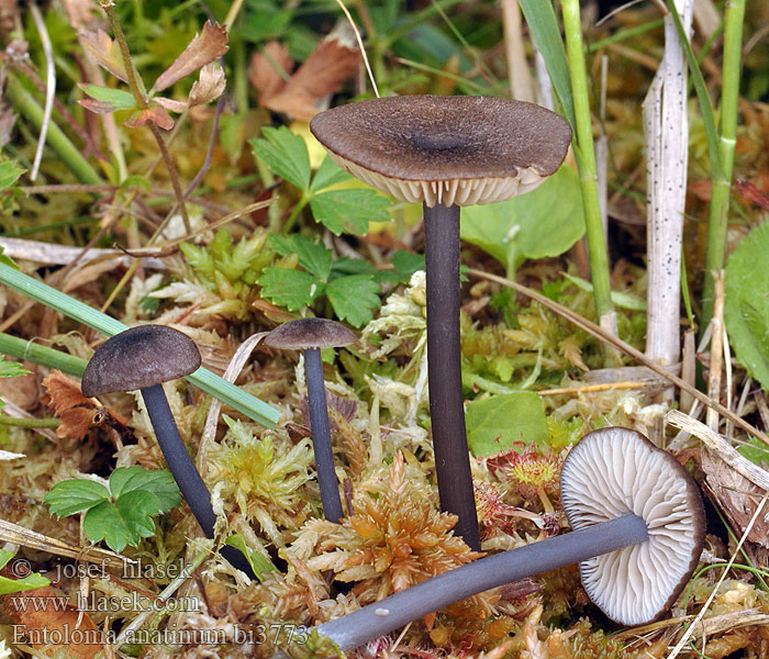 Entoloma anatinum bi3773