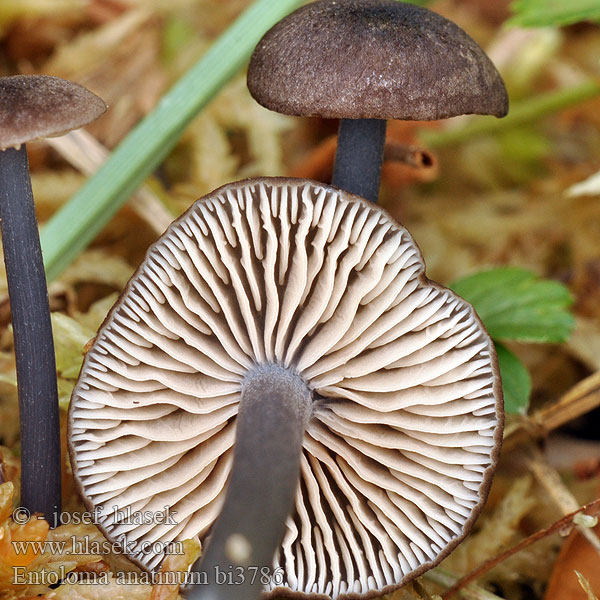 Entoloma anatinum bi3786