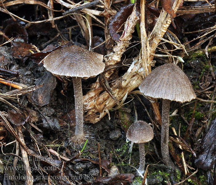 Entoloma araneosum Závojenka plstnatá Silberfaseriger Filz-Rötling