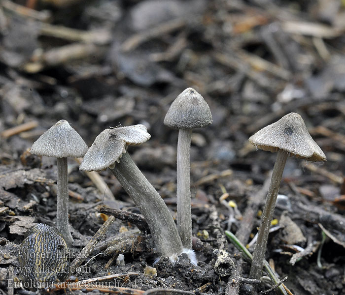 Spindelrödhätting Entoloma araneosum