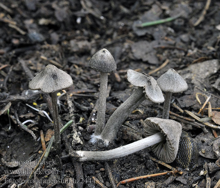 Entoloma araneosum Závojenka plstnatá Seittirusokas