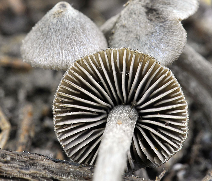 Entoloma araneosum Spinnewebsatijnzwam