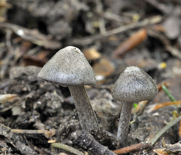 Entoloma araneosum Hodvábnica pavučinovitá